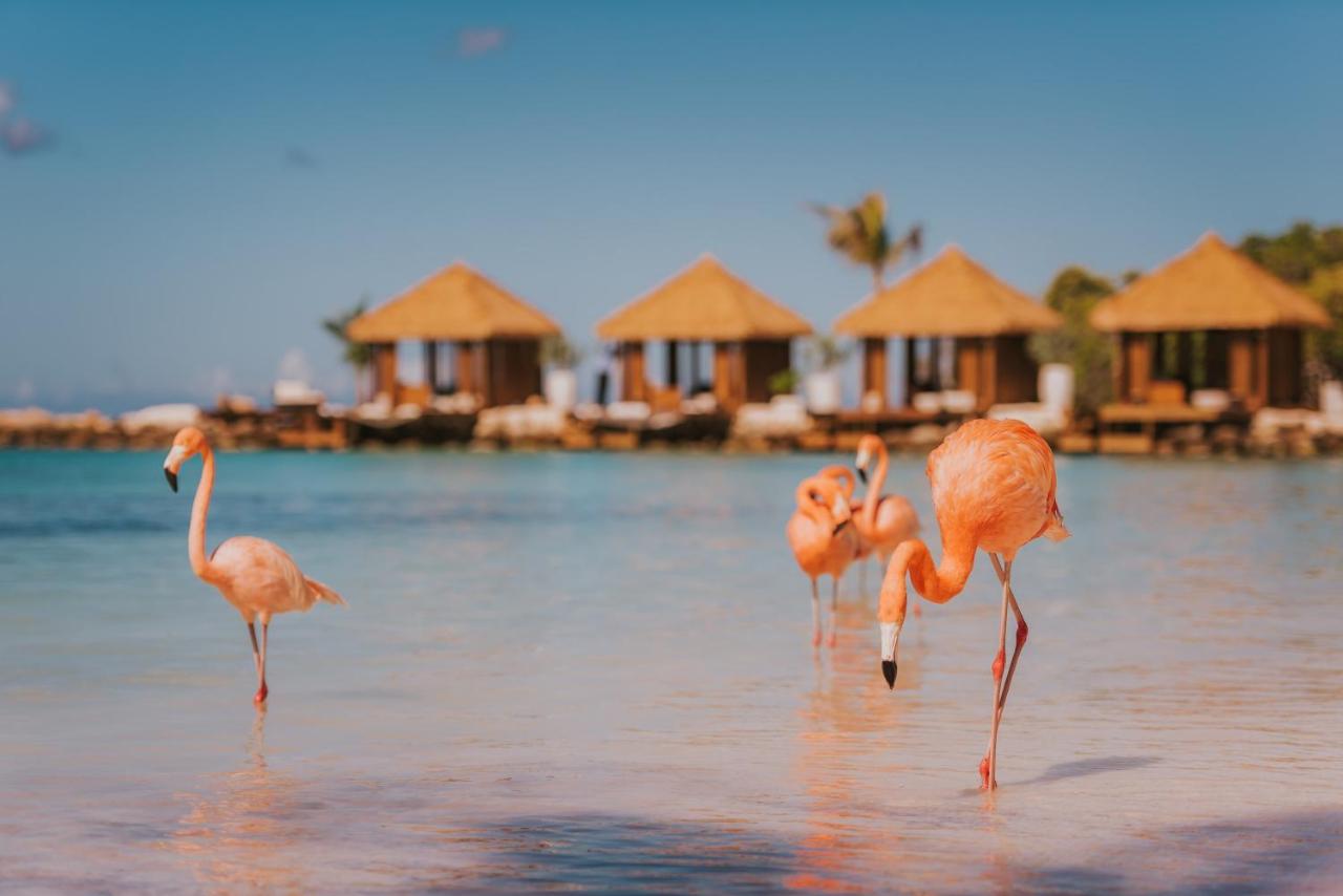 Hồng hạc ở Aruba